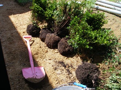 現場の様子/植物が入ると外構も建物も素敵になります