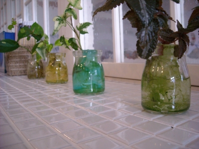 ジーランド店内/植物